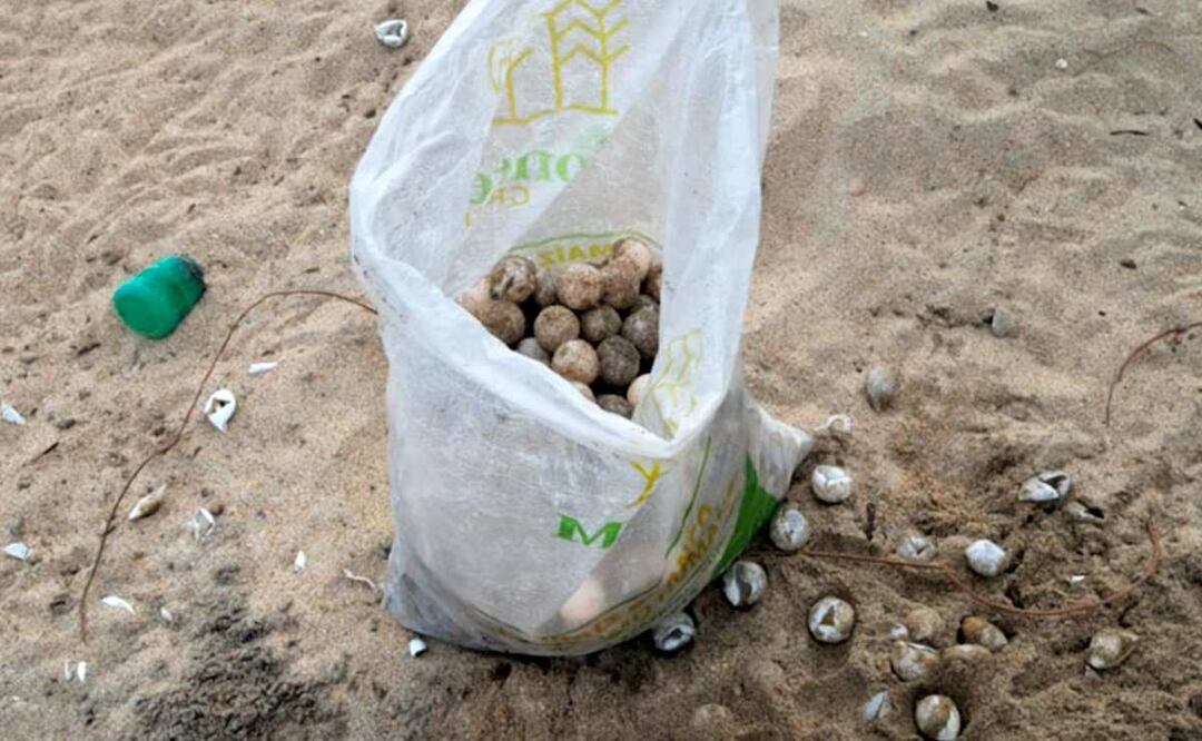Los mil cien huevos de tortuga golfina fueron enterrados en una playa de Oaxaca (21/08/2025). Foto: Especial