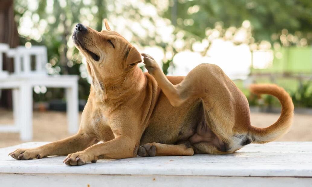 Las razones que pueden incitar a tu perro a rascarse. Fuente: Freepik.