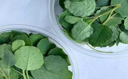 La hierba medicinal con grandes beneficios que tiene propiedades anticancerígenas