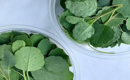 La hierba medicinal con grandes beneficios que tiene propiedades anticancerígenas