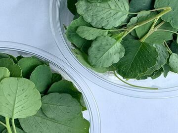 La hierba medicinal con grandes beneficios que tiene propiedades anticancerígenas