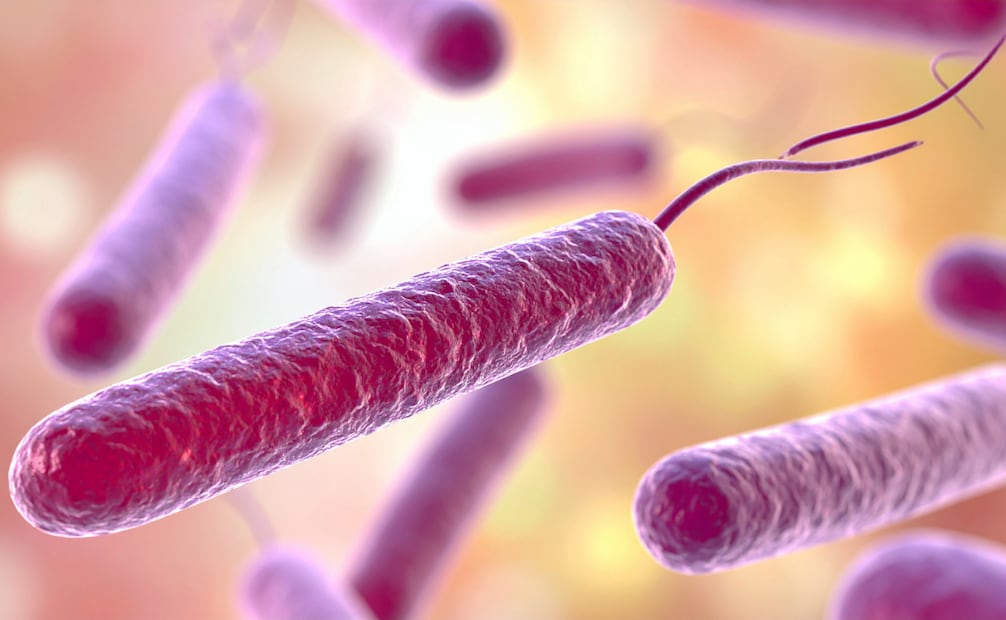 Las infecciones por esta bacteria son poco frecuentes y afectan principalmente a personas con factores de riesgo muy específicos.
Foto: Canva