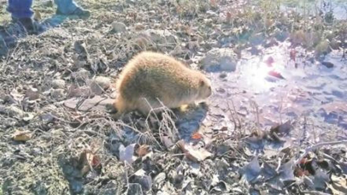 En peligro. El muro dañaría flora y fauna