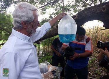 Liberan peces en aguas de Yucatán para frenar mosquitos
