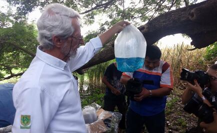 Liberan peces en aguas de Yucatán para frenar mosquitos