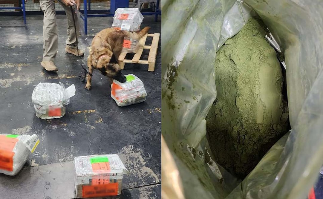 Elementos de la Secretaría de Seguridad y Protección Ciudadana (SSPC), Agencia Nacional de Aduanas de México (ANAM) y Secretaría de Marina (Semar) aseguraron en el Aeropuerto Internacional de la Ciudad de México (AICM) 8 kilos de polvo de hoja de coca. Fotos: X @GabSeguridadMX