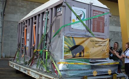 "Ramba", la elefanta maltratada por años que llega a Brasil en busca de paz