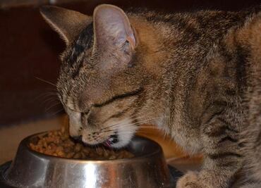 ¿Regresará el IVA a las croquetas de perros y gatos? AMLO respondió