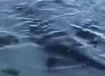 VIDEO: Captan a tiburones nadando cerca de playa en malecón de La Paz; sorprenden a turistas y habitantes