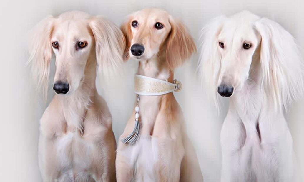 Las razas de perro más elegantes. Fuente: Freepik.