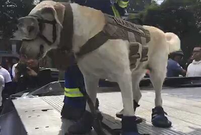 Frida, rescatista de la Marina, se roba aplausos durante desfile en Cuajimalpa