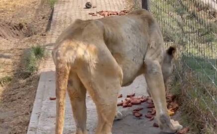 Tras denuncias de maltrato animal, Fiscalía de CDMX y SSC realizan operativo en Black Jaguar-White Tiger