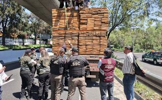 Aseguran tráiler con 57.84 metros cúbicos de madera presuntamente ilegal en Tlalpan; detienen al conductor