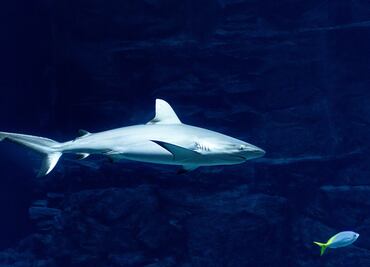 ¿Qué provocó el ataque de tiburón a una mujer en Melaque? Esto explican las autoridades de Jalisco