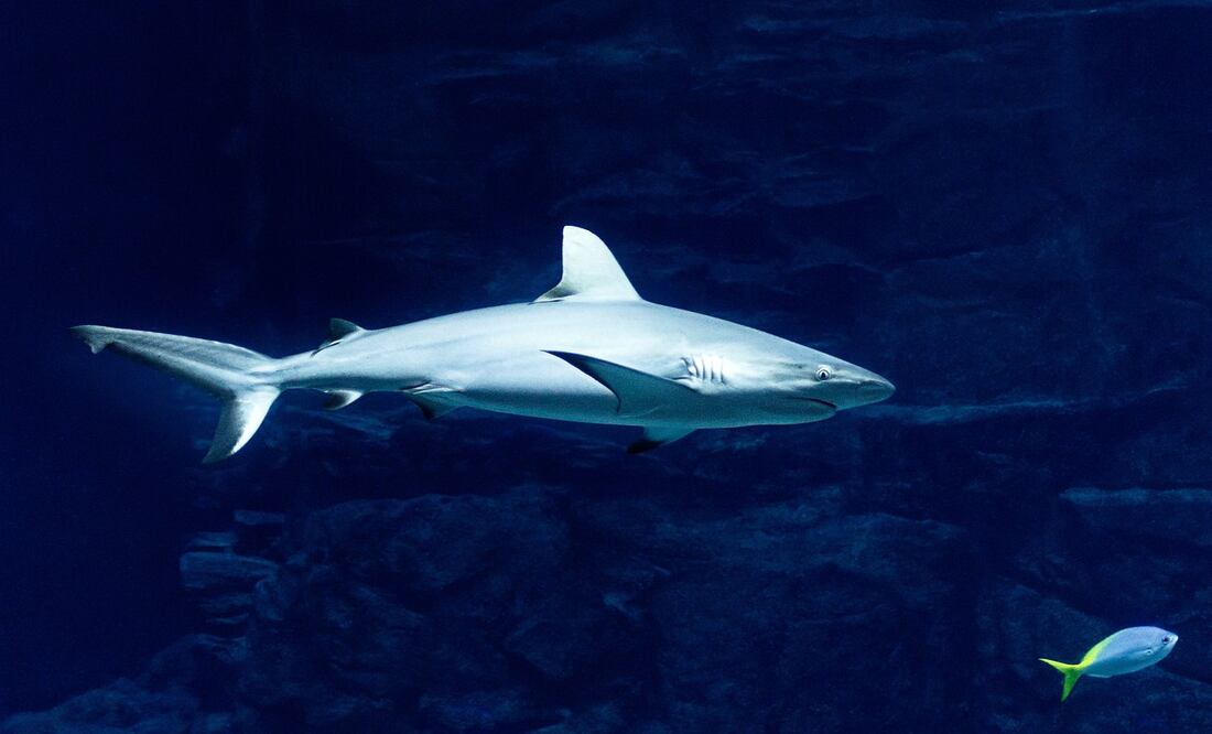 El megalodón fue considerado el tiburón más grande de la Tierra. Foto: Pixabay