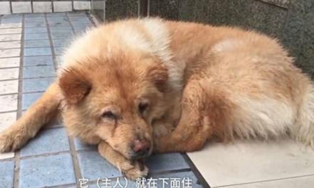 Surge el "Hachiko" chino; perro espera hasta 12 horas diarias a su dueño