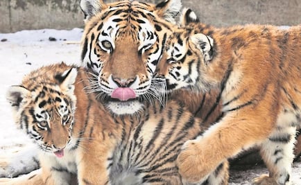 Arrestan a mujer de Nevada por tener tres tigres en casa