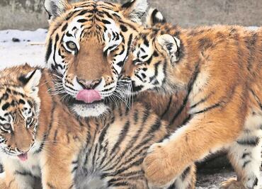 Arrestan a mujer de Nevada por tener tres tigres en casa