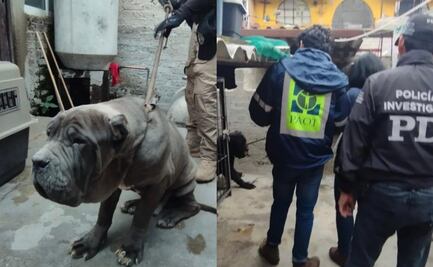 Hacinados y en condiciones de maltrato, así rescataron a 25 perritos de un criadero en San Ángel