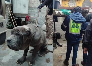 Hacinados y en condiciones de maltrato, así rescataron a 25 perritos de un criadero en San Ángel