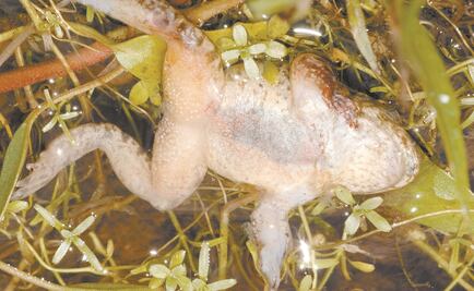 Científicos buscan remedio contra la gripe en la piel de los sapos