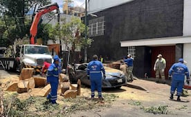 BJ atiende afectaciones por caída de árboles y postes de luz tras fuertes lluvias; reportan 26 encharcamientos