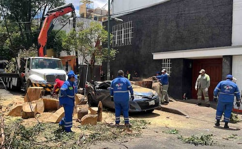 Benito Juárez addresses damage from heavy rains, including fallen trees and flooded streets