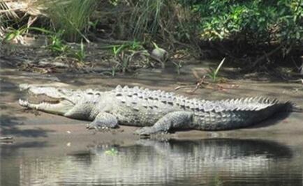 Localizan restos de joven atacado por cocodrilo en Chiapas