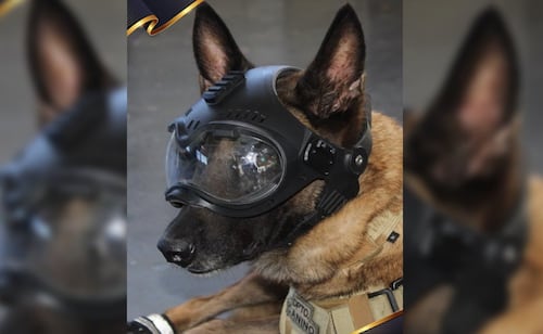 Marina reconoce labor de canes en el Día Mundial del Perro; "son fundamentales en rescates"