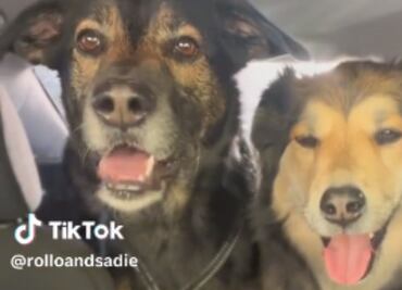 "Rollo" y "Sadie", los perritos que la rompen en TikTok por comunicarse a través de videollamadas