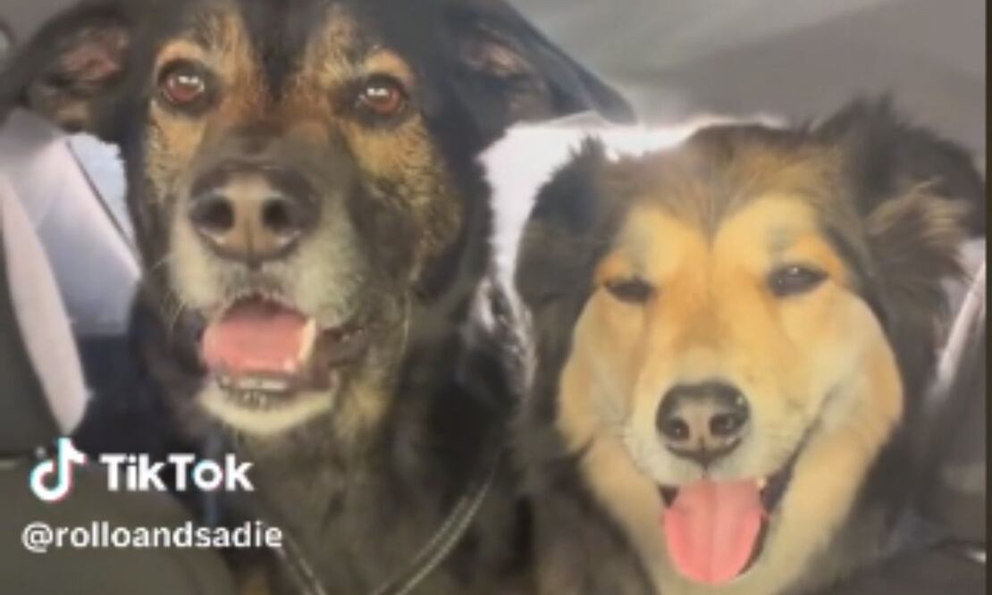 Perros. Fuente: Captura TikTok @rolloandsadie