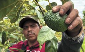 Se reanuda exportación de aguacate mexicano a EU; tres días de pausa afectaron a jornaleros