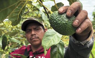 Se reanuda exportación de aguacate mexicano a EU; tres días de pausa afectaron a jornaleros