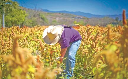 Extienden programa de fertilizantes a municipios de 3 estados 