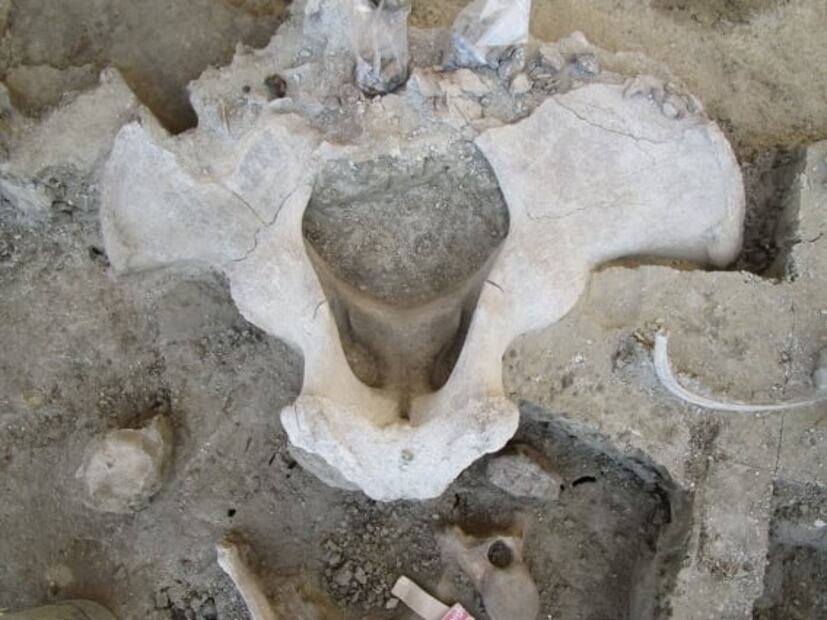 ¿Cómo se hallaron los 14 mamuts cazados hace 14 mil años en Tultepec?