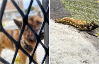 FGJEM obtiene orden de aprehensión contra 2 posibles asesinos del perrito Kuko