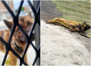 FGJEM obtiene orden de aprehensión contra 2 posibles asesinos del perrito Kuko