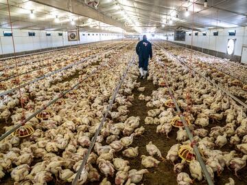 OMS pide vigilar de cerca transmisión de la gripe aviar H5N1 a humanos; "es una enorme preocupación"