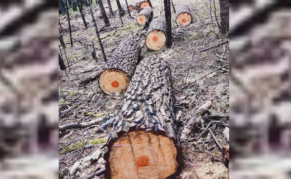 Profepa asegura 71 piezas de madera en rollo en Tlaxcala (03/04/2026). Foto: Especial