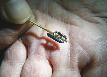 Hallan nueva variedad de luciérnaga