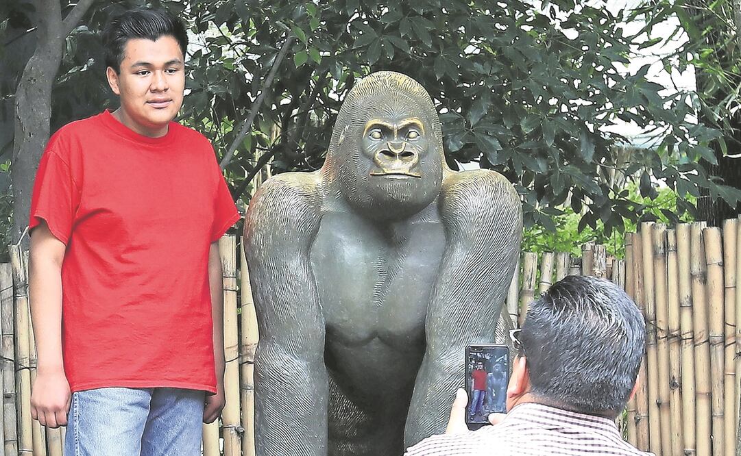 El simio de Tierras Bajas Occidentales, único en cautiverio en México, tiene una efigie, donada por Pemex, en el bioma en el que se encontraba su jaula (ARIEL OJEDA. EL UNIVERSAL)