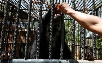 Animales mueren de inanición en zoológicos de Venezuela