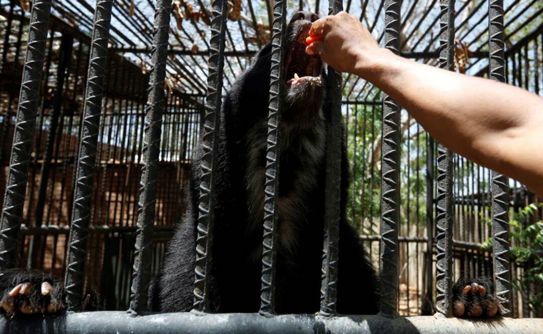 Animales mueren de inanición en zoológicos de Venezuela