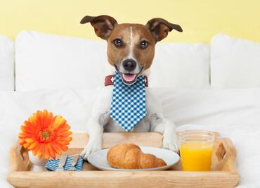 Cerveza sin alcohol y spa: así es el primer hotel de lujo para perros