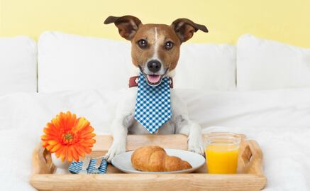 Cerveza sin alcohol y spa: así es el primer hotel de lujo para perros