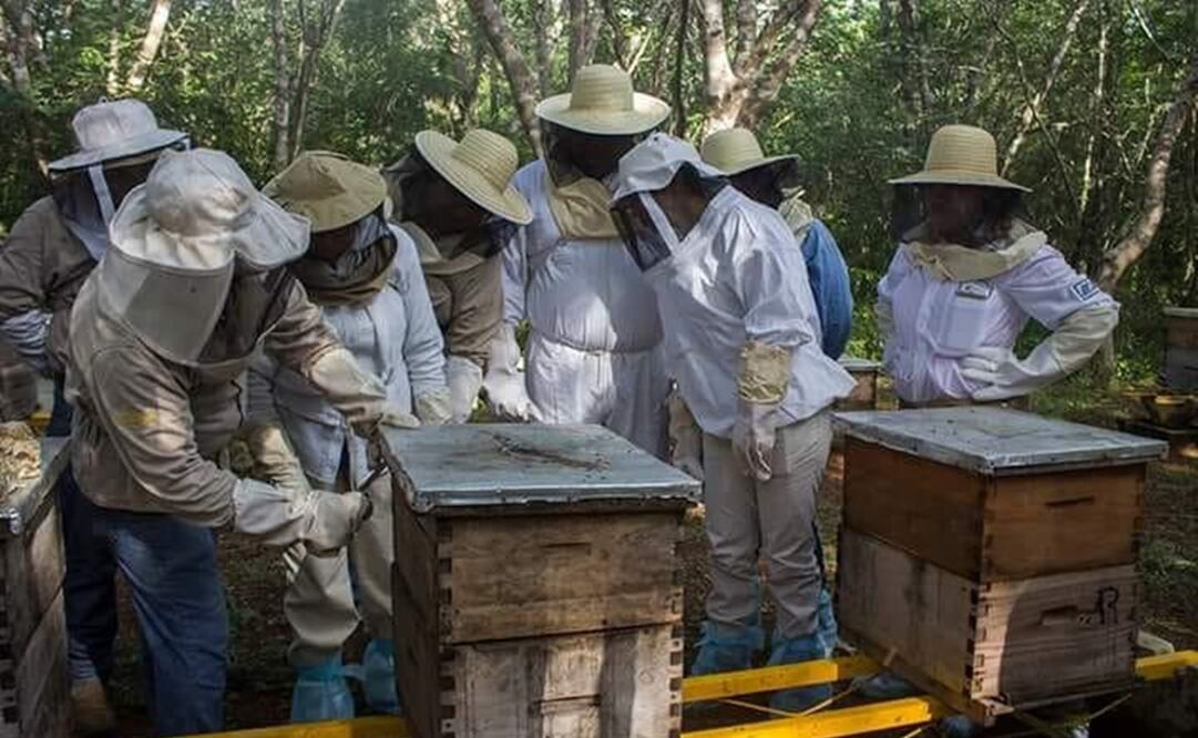“Se pretende incluir en el proyecto a apicultores de otros municipios que viven la misma situación; buscamos que las abejas sean sujetos de derecho", dijo el representante de la Alianza Maya por las Abejas. Foto: especial