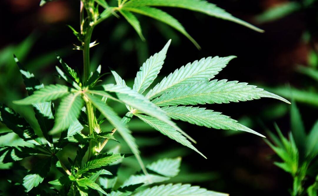 Actualmente existen cerca de 3 mil usuarios legalizados en todo el país. (Foto: Xinhua / Archivo)