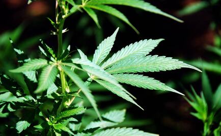 Uruguay otorga licencias para cultivar mariguana legal