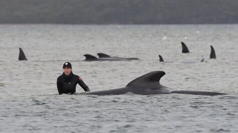 Cerca de 400 ballenas piloto mueren tras quedar varadas en Australia