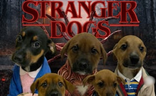 Refugio disfraza a perritos de personajes de Stranger Things para incitar adopciones